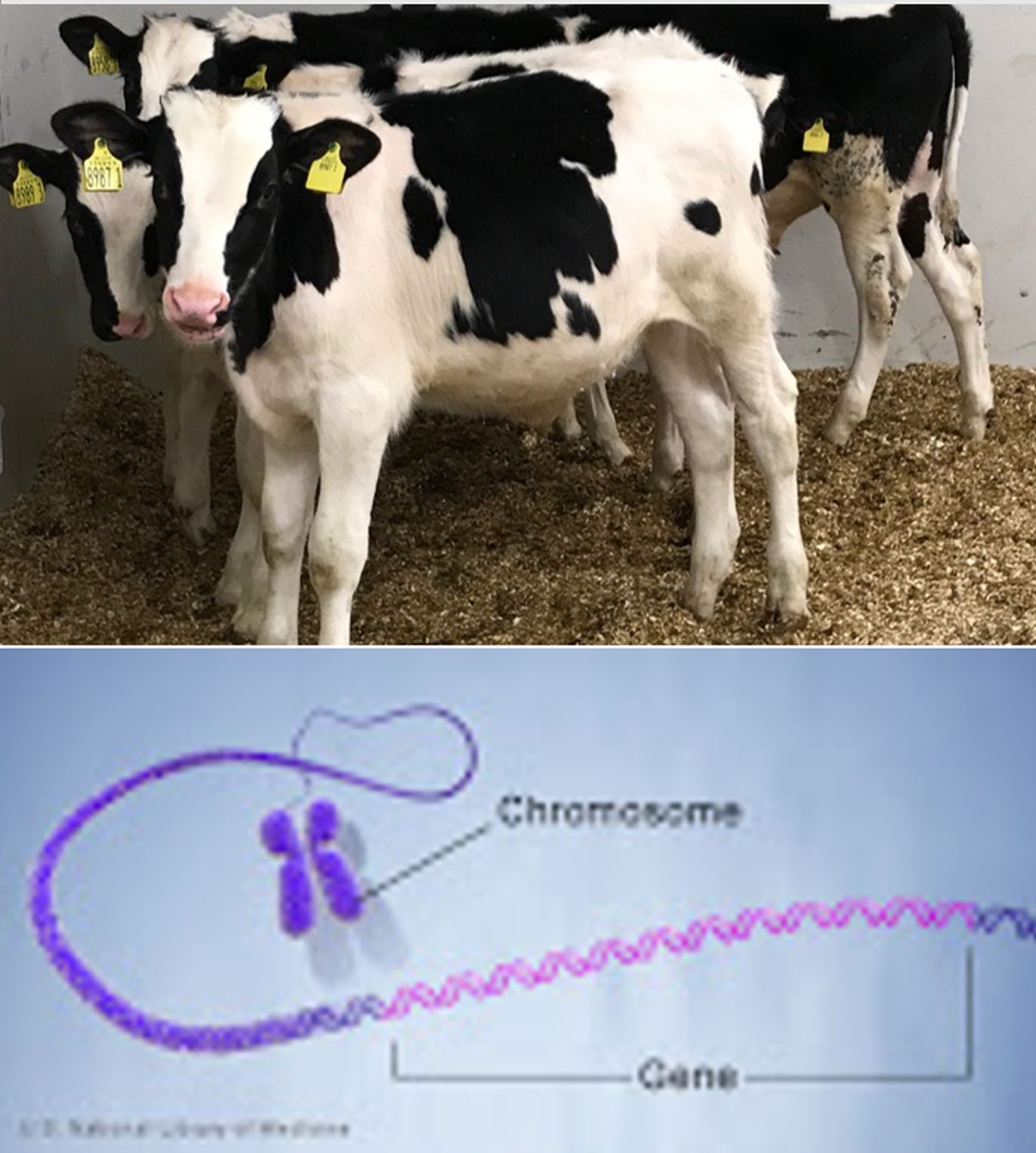 genetic-testing-for-early-diagnosis-of-bovine-respiratory-disease